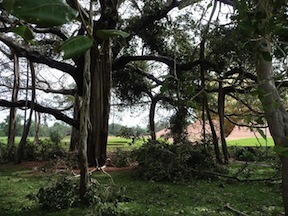 BanyanTree