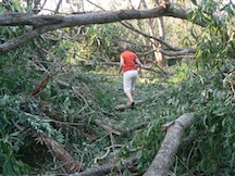 Forest Destruction 3 Forest Destruction 3